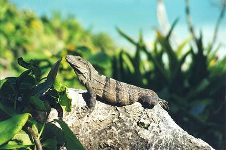 Leguan04.jpg
