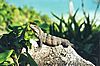 Leguan04.jpg